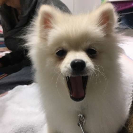 口を開けるポメラニアン
