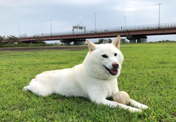 芝生で伏せをする白柴