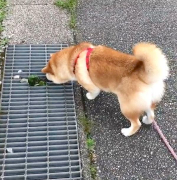 なぜ お散歩中に見つけた あるモノ にビビりまくる柴犬 いぬのきもちweb Magazine