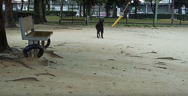 公園で遊ぶ犬