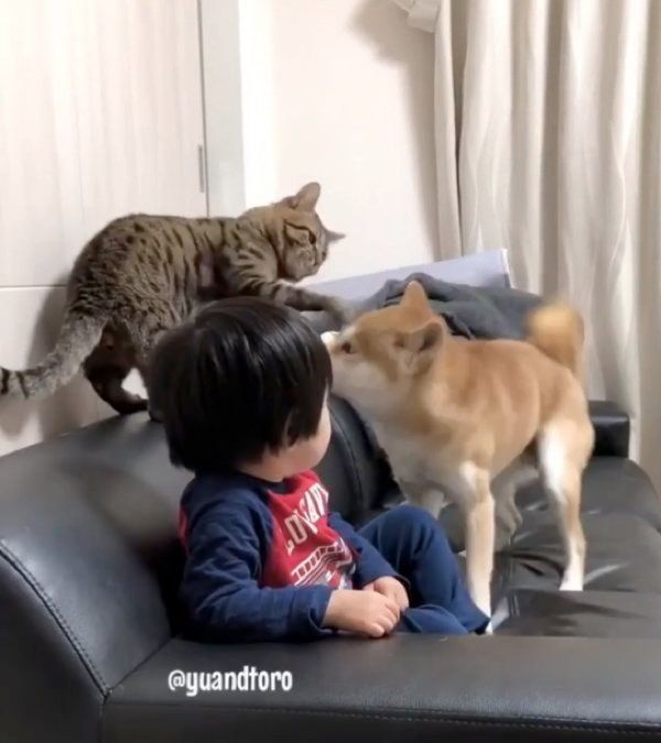 柴犬のゆうくんと猫のとろくん