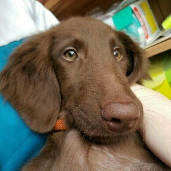 フラットコーテッド・レトリーバーのEmmaちゃん