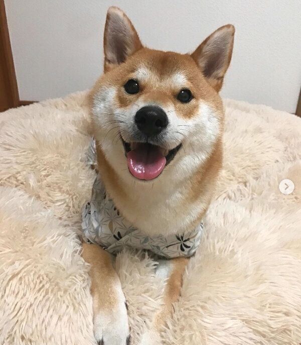 見つめるまめきちくん