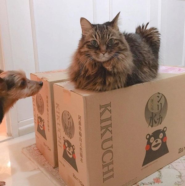 先住犬・ショコラくんと先住猫・シンバくん