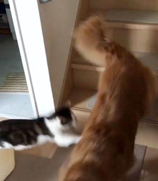 猫に奇襲攻撃をしかけられるゴールデン・レトリーバー