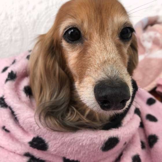 獣医師解説:老犬の排泄の変化と介助方法