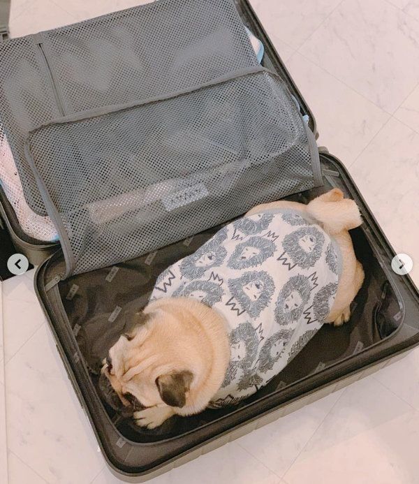 スーツケースにおさまるパグ