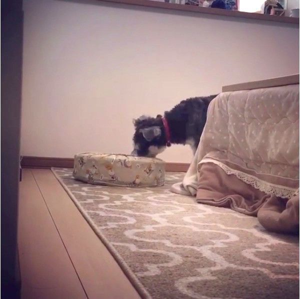 ミニチュア・シュナウザー