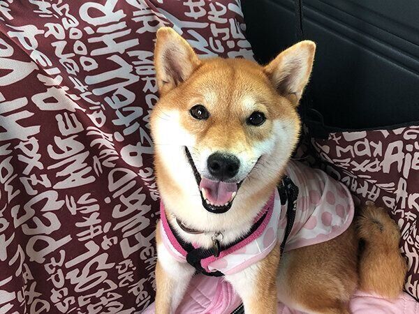 笑顔が可愛いタップちゃん