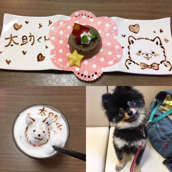 見つめるポメラニアン