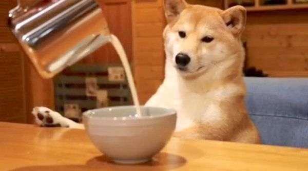 ごはんを待つ柴犬