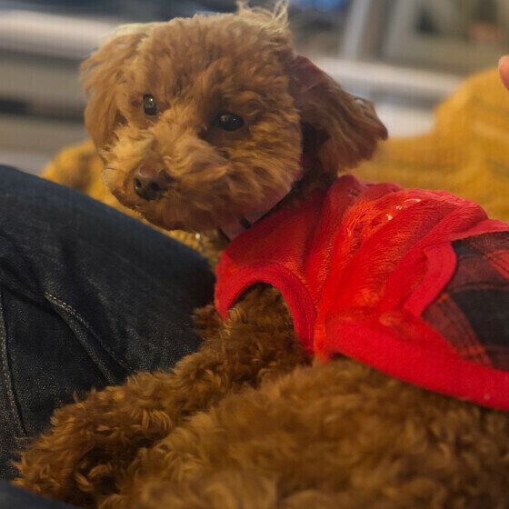 ひざの上でくつろぐトイ・プードル