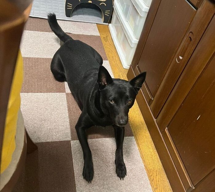 何かを訴えるような表情の犬