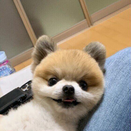 ポメラニアン