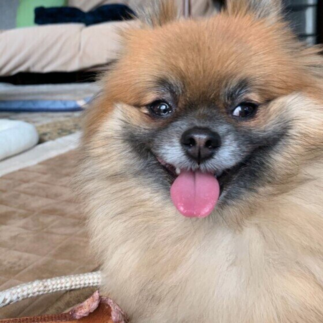 飼う前後で 犬のイメージ が変わった人も 愛犬の意外な一面を目撃した飼い主の話 いぬのきもちweb Magazine 飼う前後で 犬のイメージ が変わった人も 愛犬の意外な一面を目撃した飼い主の話 いぬのきもちweb Magazine