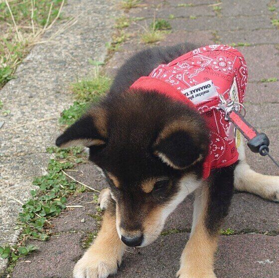 大豆くん（柴）