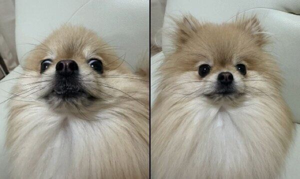 パパさん愛が強いなごみちゃん