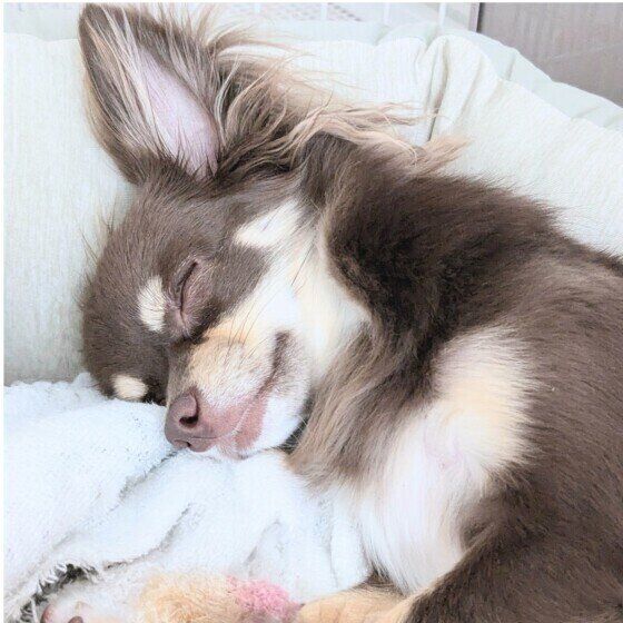 眠るチワワ