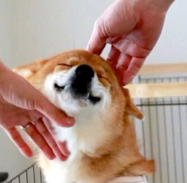 遊びに来てくれたお客さんに「最大級のお出迎え」をするペロルちゃん