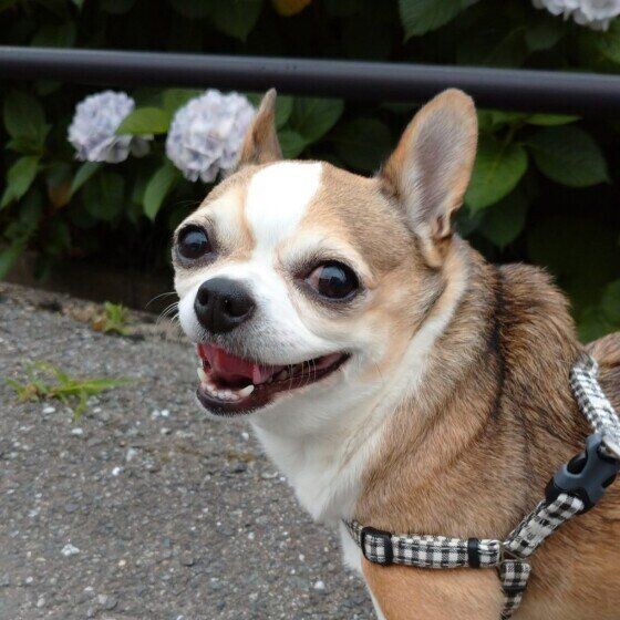 愛犬の歯が欠けた！ 折れた！ 歯の「破折」トラブルとは いぬのきもち