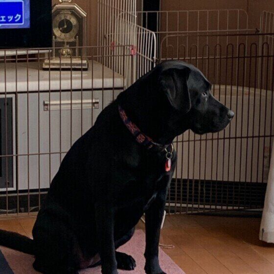 座るジュラちゃん（ラブラドール・レトリーバー）