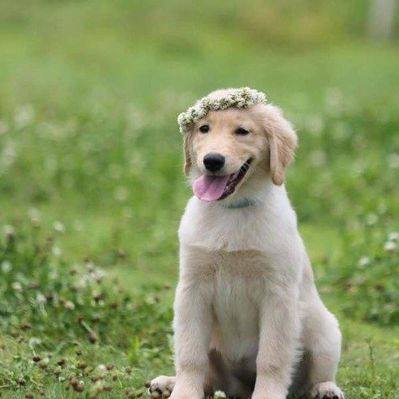 お散歩中♪ゴールデン・レトリーバーのLeicaちゃん