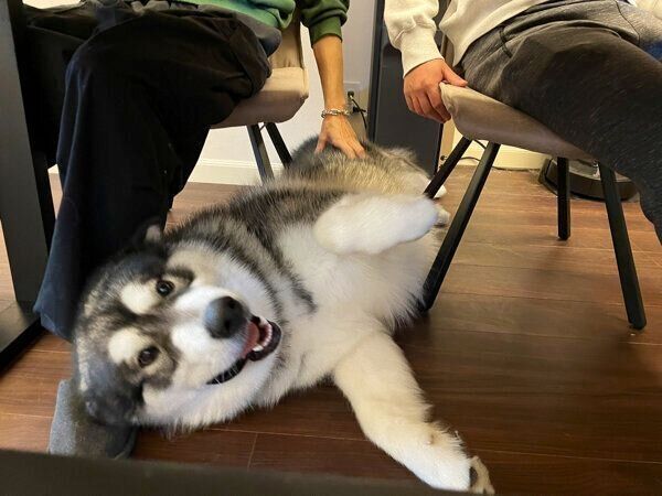 甘えるアルくん