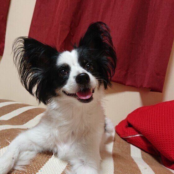 パピヨンのちこちゃん。おやつ待ちです♪