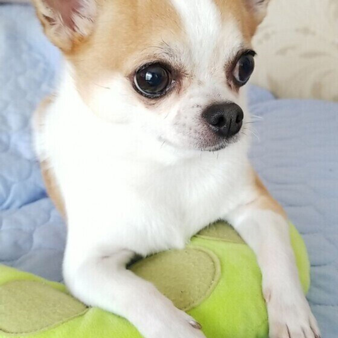 獣医師監修 犬がゴハンを食べない 考えられる5つの原因と対処法を解説 いぬのきもちweb Magazine 獣医師監修 犬がゴハンを食べない 考えられる5つの原因と対処法を解説 いぬのきもちweb Magazine