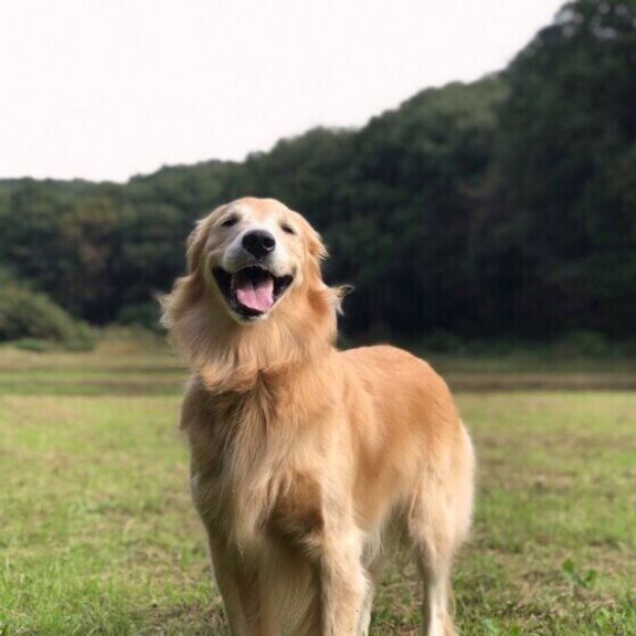 ニコニコの大型犬