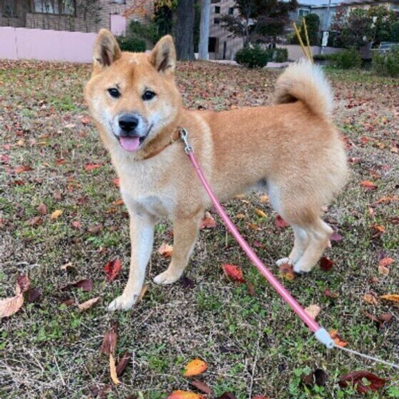 柴犬のコテツちゃん