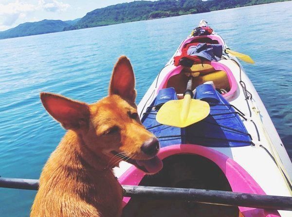 元保護犬・むぎちゃん