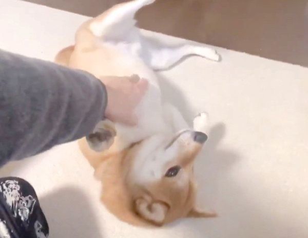 おなかをナデナデしてもらうりんご郎くん