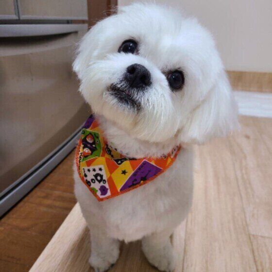 首を傾げる小型Mix犬