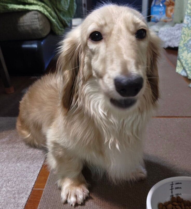 トライアルが終了して家族になったリッキーくん