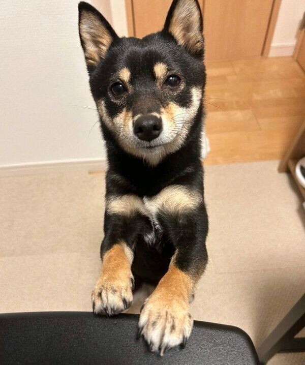 かまってほしいごまちゃん