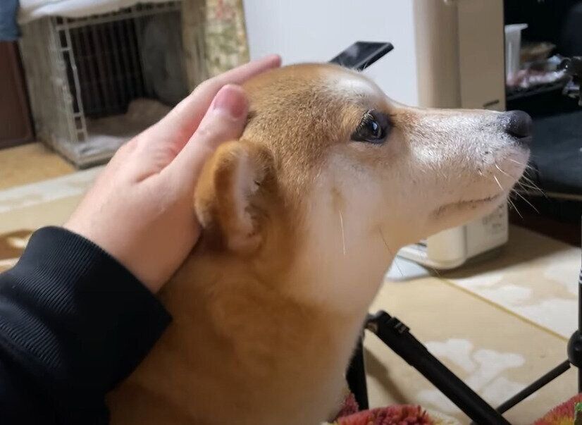 柴犬　ハナちゃん