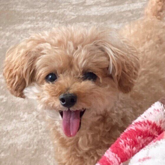 笑顔の犬（トイ・プードル、メス）