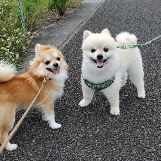 「知らない犬との接し方」街で出会った犬を急に触らないで！ いぬのきもち