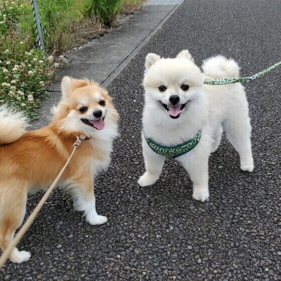 知らない犬 との接し方 注意点は 街で出会った犬を急に触らないで いぬのきもちweb Magazine 知らない犬 との接し方 注意点は 街で出会った犬を急に触らないで いぬのきもちweb Magazine