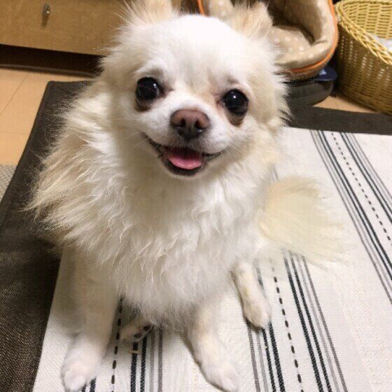 シニア犬が安心して暮らせる環境を整えよう！住環境と愛情が安心感につながる いぬのきもち