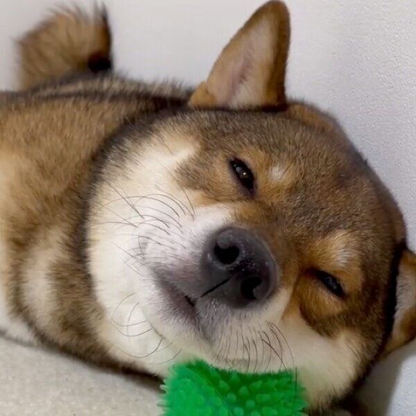 ボールを枕にして眠るケンくん