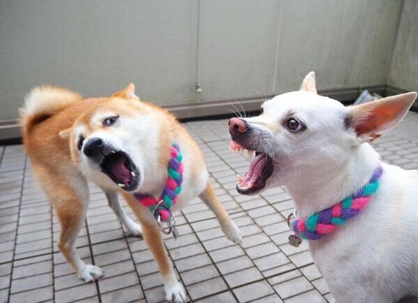 じゃれ合うハルちゃんとすずちゃん