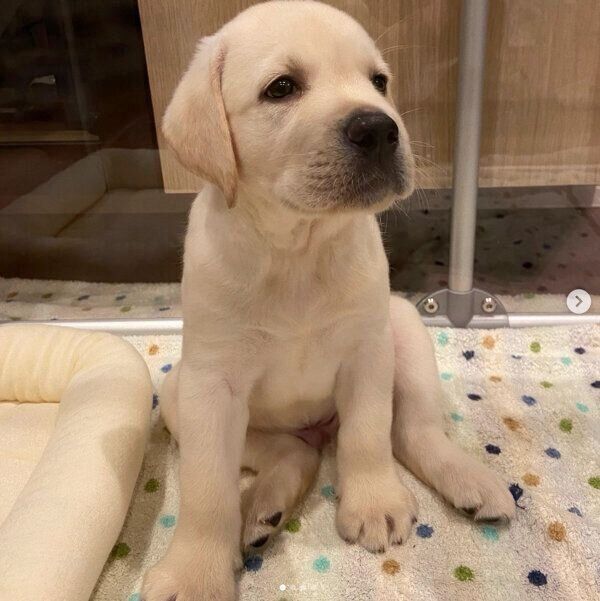 お迎え初日のイソくん