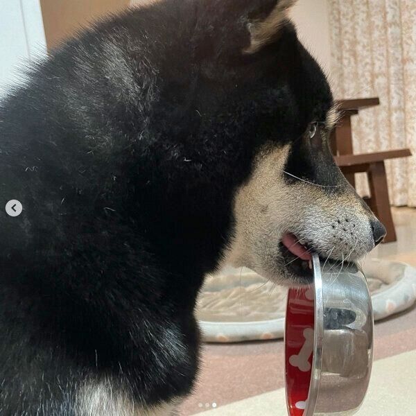 お皿をくわえてアピールするこてつくん