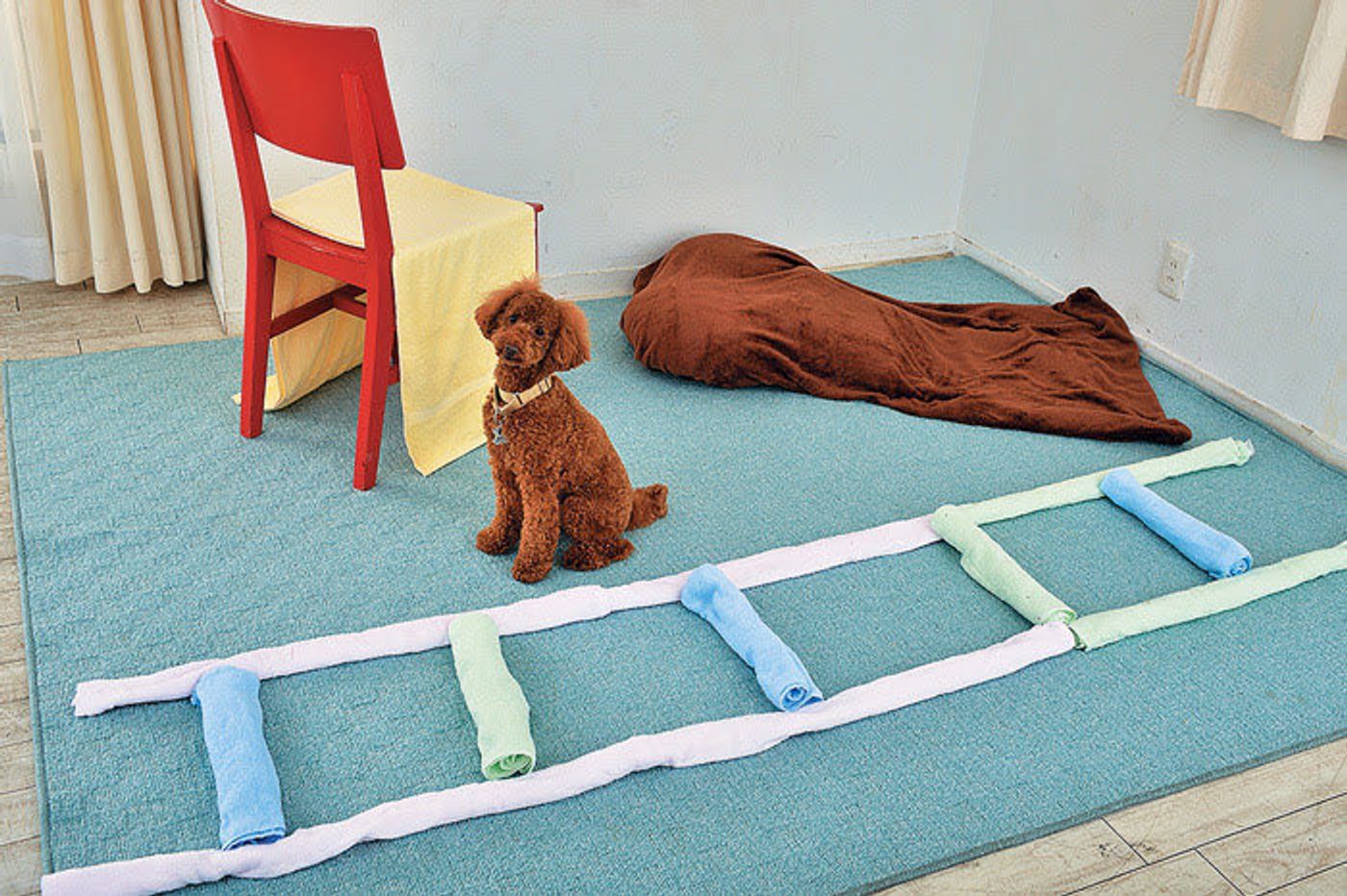 身近なアイテムでおうち筋トレ遊び 運動不足 ストレス解消に いぬのきもちweb Magazine 身近なアイテムでおうち筋トレ遊び 運動不足 ストレス解消に いぬのきもちweb Magazine