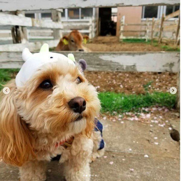 マルプーちゃん