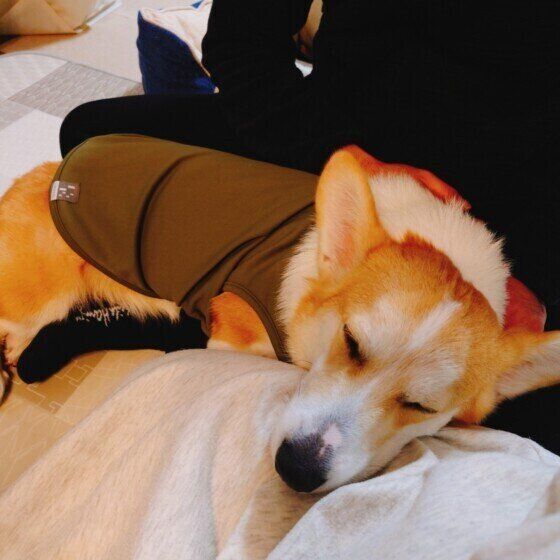 飼い主さんの膝を枕にして眠るウェルシュ・コーギー・ペンブローク