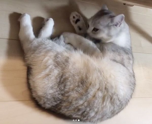 ゴロゴロする猫