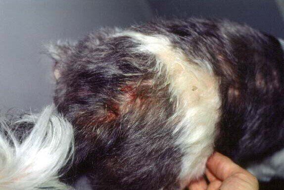 ノミアレルギー性皮膚炎により、赤みが出ている背中の皮膚の写真（症例写真提供／斉藤動物病院）